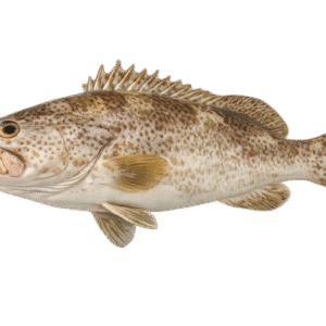 Fresh Hammour Fish (Grouper) – Whole, Cleaned, Fillet & Steak Cut | Dubai UAE