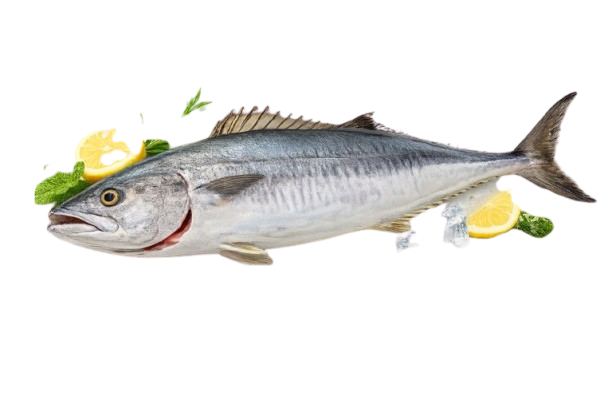 Fresh King Fish Small (Kanad) – Whole, Cleaned, Fillet & Steak | 2 KG – Dubai