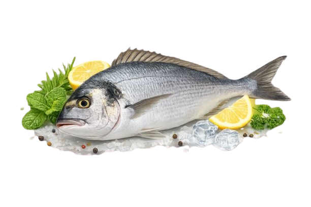 Fresh Seabream Fish (Sultan Ibrahim) – Whole, Cleaned, Fillet & Steak | Dubai UAE