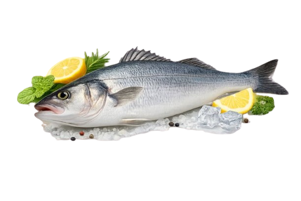 ChatGPT_Image_Jan_27__2026__11_48_16_PM removebg preview